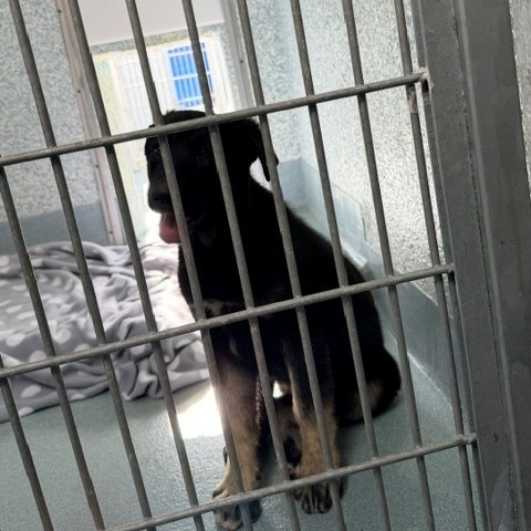 Shelter Stray Male Dog last seen , 12910 Yukon Ave, Hawthorne, CA 90250, USA
