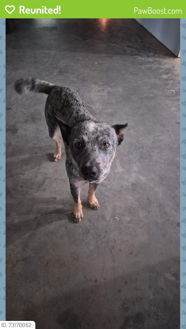 Reunited Male Dog last seen Near Willis, San Jacinto County, TX 77378