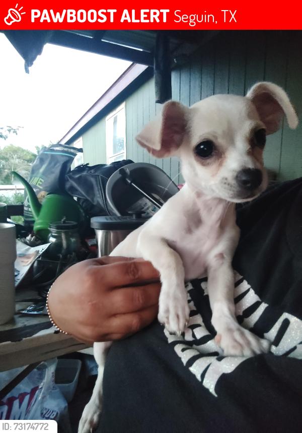 Lost Female Dog last seen Morales St., Seguin, TX 78155