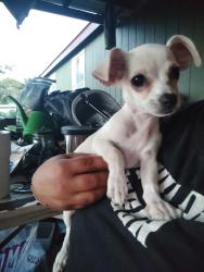 Lost Female Dog last seen Morales St., Seguin, TX 78155