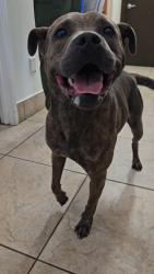 Found/Stray Male Dog last seen Anaheim street in Wilmington, Los Angeles, CA 90744