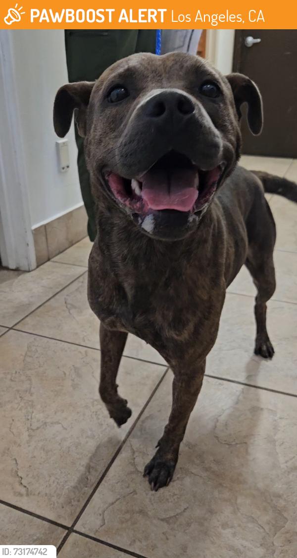 Found/Stray Male Dog last seen Anaheim street in Wilmington, Los Angeles, CA 90744