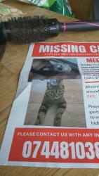 Lost Female Cat last seen Redish, Greater London, England IG5 0EE