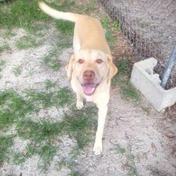 Shelter Stray Male Dog last seen , 8020 Washington St, Port Richey, FL 34668, USA