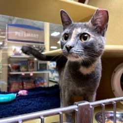 Shelter Stray Female Cat last seen , Animal Care & Control Team of Philly, 111 W Hunting Park Ave, Philadelphia, PA 19140, USA