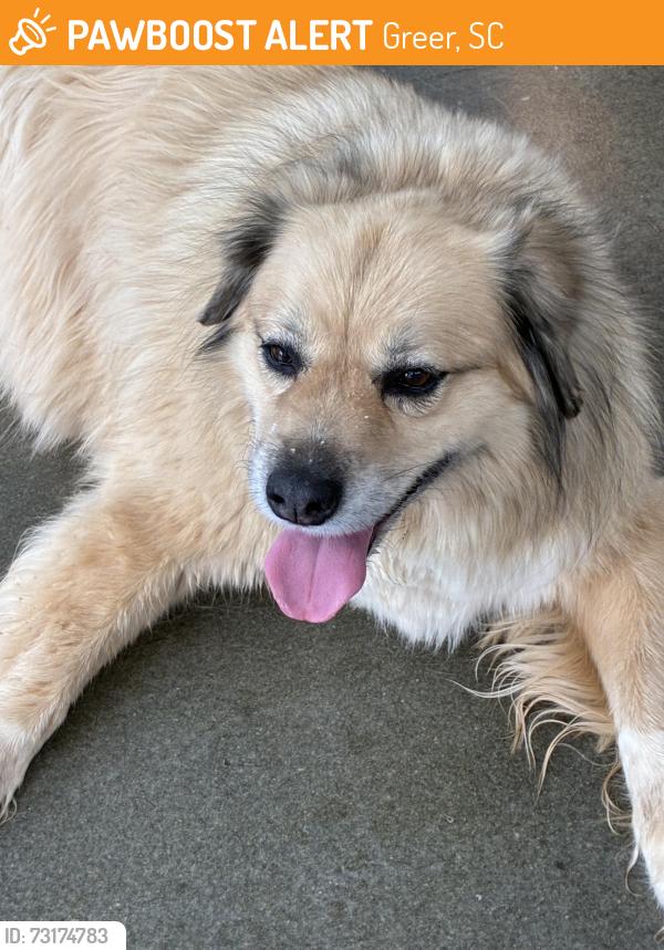 Found/Stray Female Dog last seen Near E Wade Hampton Blvd., Greer, SC 29651
