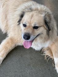 Found/Stray Female Dog last seen Near E Wade Hampton Blvd., Greer, SC 29651