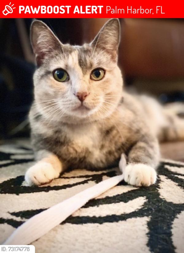 Lost Female Cat last seen Tampa Road and Lake St. George, Palm Harbor, FL 34684