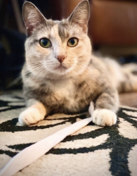 Lost Female Cat last seen Tampa Road and Lake St. George, Palm Harbor, FL 34684
