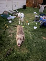 Reunited Male Dog last seen Hwy 114 and shady ln southlake, Southlake, TX 76092