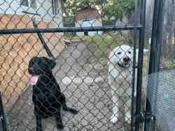 Reunited Female Dog last seen Sanda lund, Arlington, TX 76017