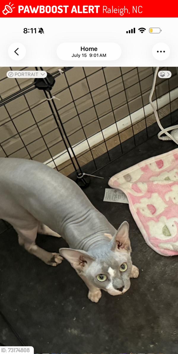 Lost Male Cat last seen Kitt place and waters st, Raleigh, NC 27610