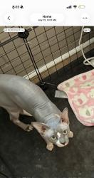 Lost Male Cat last seen Kitt place and waters st, Raleigh, NC 27610
