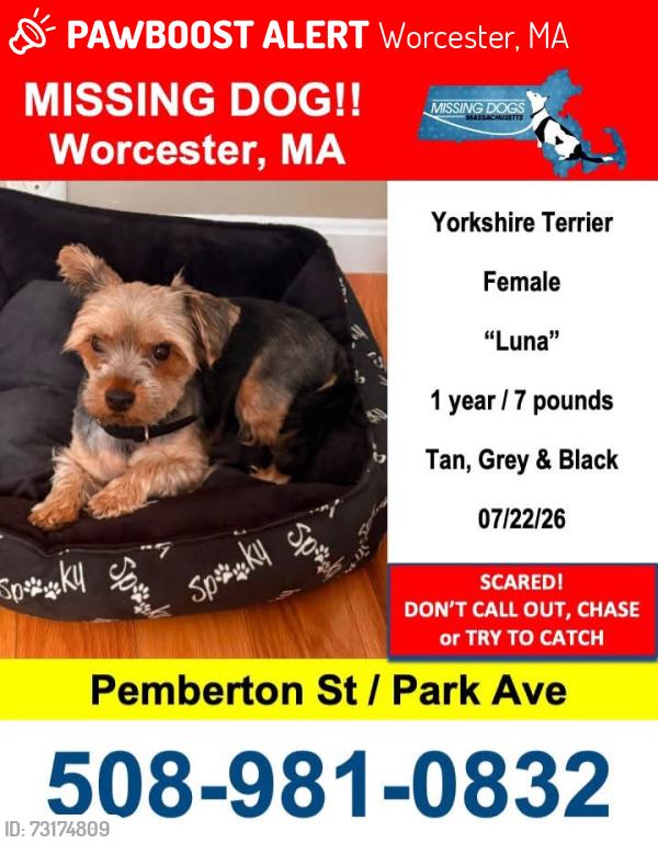 Lost Female Dog last seen Park ave, Pemberton st, Worcester, MA 01602