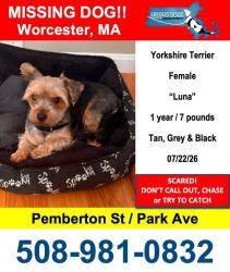 Lost Female Dog last seen Park ave, Pemberton st, Worcester, MA 01602
