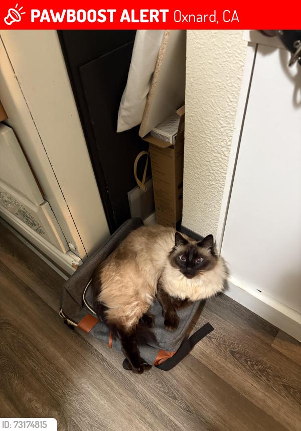 Lost Female Cat last seen Felicia, Oxnard, CA 93030