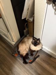 Lost Female Cat last seen Felicia, Oxnard, CA 93030
