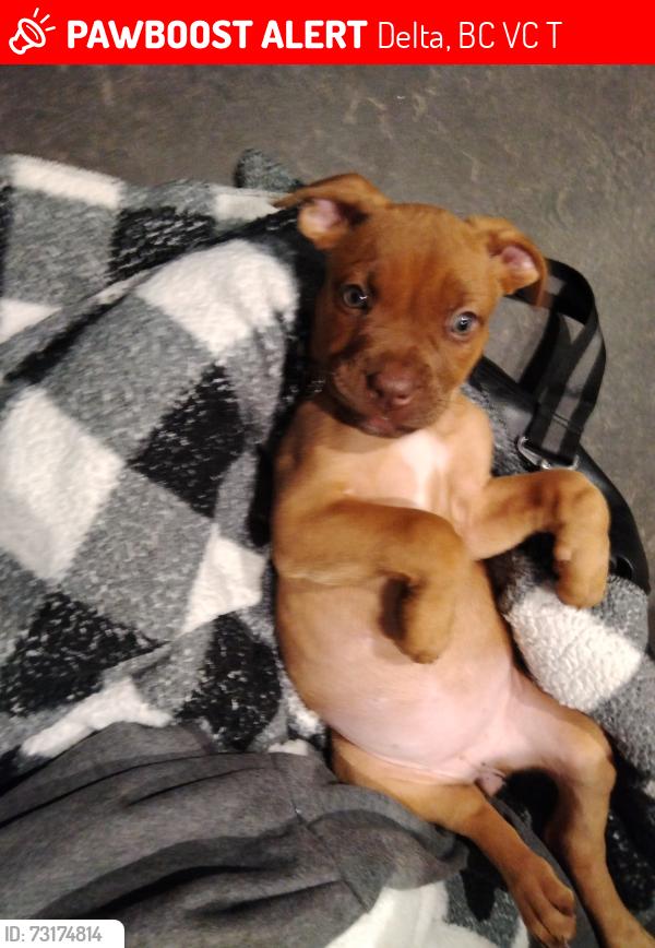 Lost Female Dog last seen Near st 95 avr, Delta, BC V4C 3T3