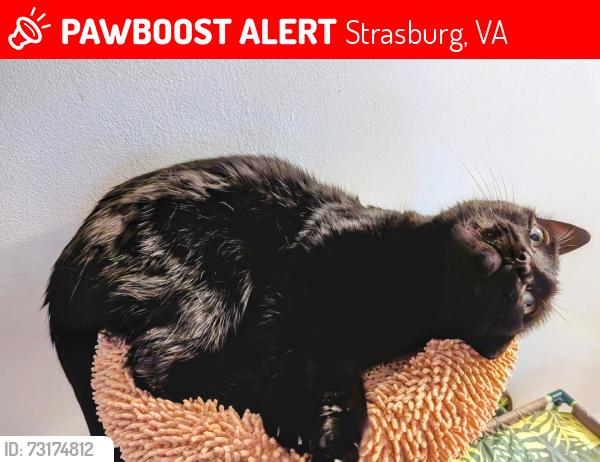 Lost Female Cat last seen Holtzman Express/McDonald's, Strasburg, VA 22657