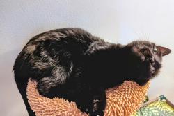 Lost Female Cat last seen Holtzman Express/McDonald's, Strasburg, VA 22657