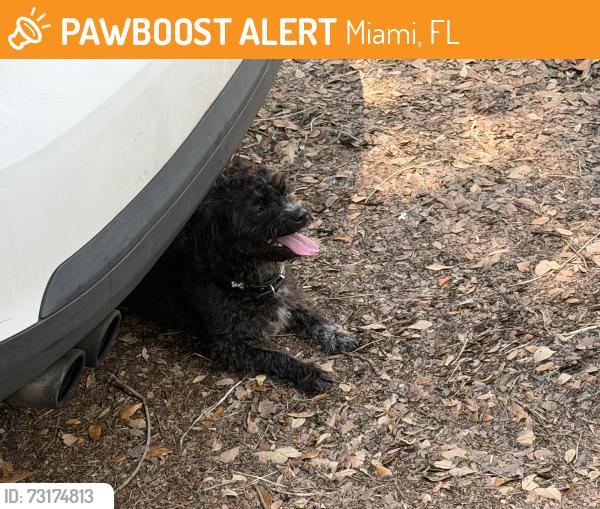 Found/Stray Female Dog last seen Earlington heights station, Miami, FL 33142