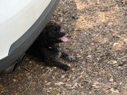 Found/Stray Female Dog last seen Earlington heights station, Miami, FL 33142