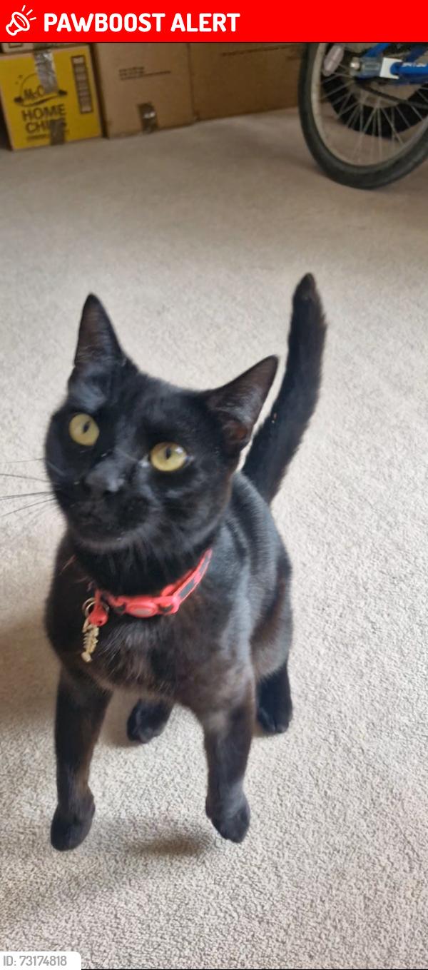 Lost Female Cat last seen St leonards, St Leonards-on-Sea, England 