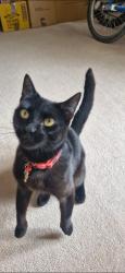 Lost Female Cat last seen St leonards, St Leonards-on-Sea, England 