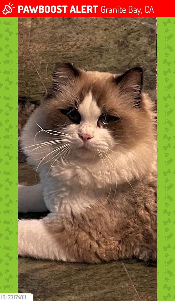 Lost Male Cat last seen Auburn-Folsom and Douglas Blvd, Granite Bay, CA 95746