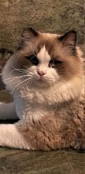 Lost Male Cat last seen Auburn-Folsom and Douglas Blvd, Granite Bay, CA 95746