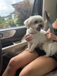 Reunited Male Dog last seen Pennington and Ridge, Greer, SC 29651