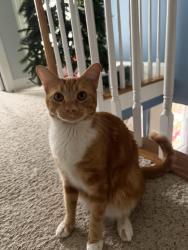 Reunited Male Cat last seen Elmcrest Drive and Kenmont Drive. (Or playground next to 220 Kenmont Drive), Holly Springs, NC 27540