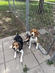 Lost Unknown Dog last seen Olmito - Lakeside Blvd, Olmito, TX 78575