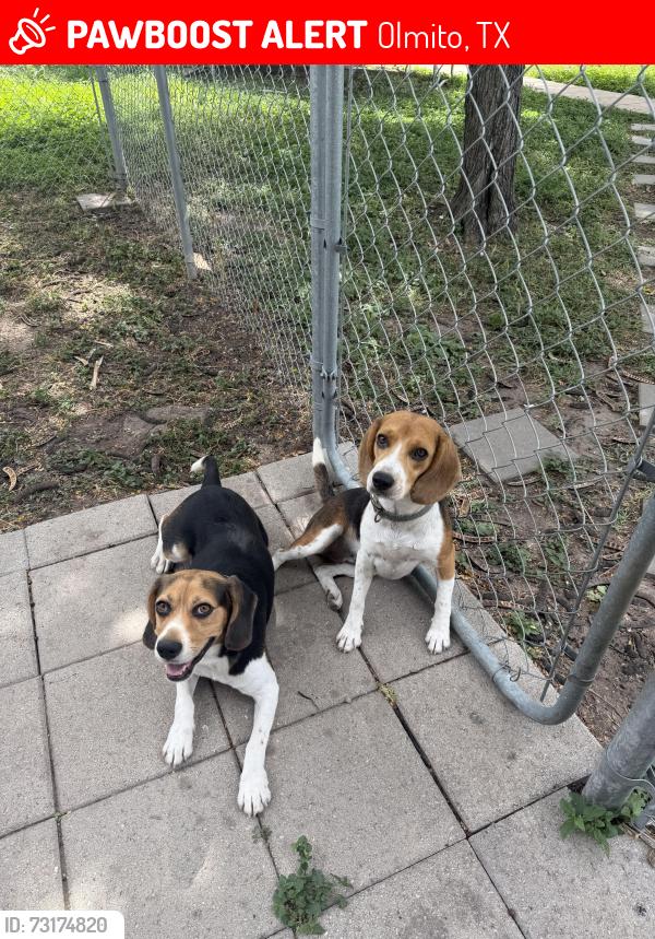 Lost Unknown Dog last seen Olmito - Lakeside Blvd, Olmito, TX 78575