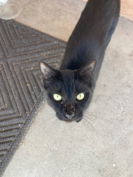 Found/Stray Unknown Cat last seen Garden Grove, 92843, Garden Grove, CA 92843