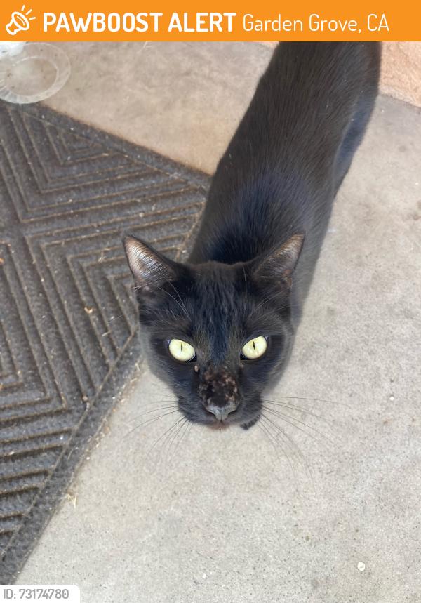 Found/Stray Unknown Cat last seen Garden Grove, 92843, Garden Grove, CA 92843