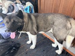 Found/Stray Male Dog last seen Allendale rd and Piedmont ave, Baltimore, MD 21216