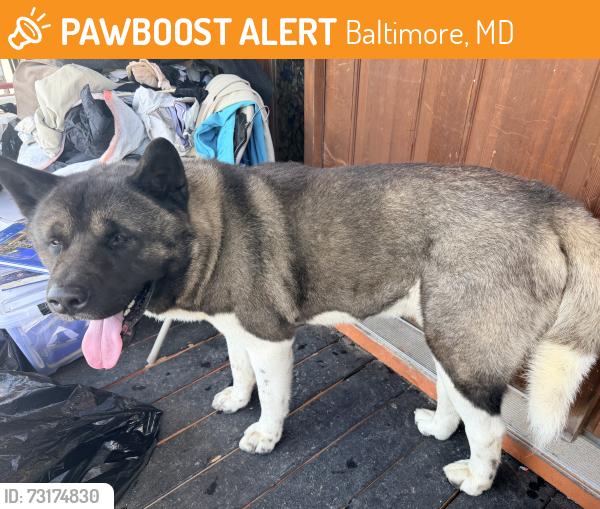 Found/Stray Male Dog last seen Allendale rd and Piedmont ave, Baltimore, MD 21216
