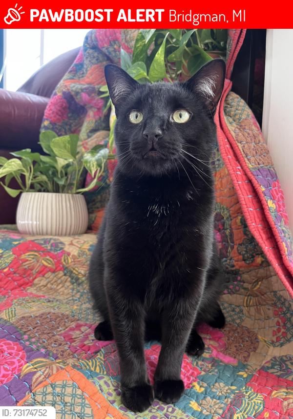 Lost Male Cat last seen Intersection of Hinchman and Date in Bridgman, MI, Bridgman, MI 49106