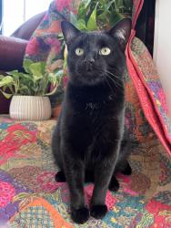 Lost Male Cat last seen Intersection of Hinchman and Date in Bridgman, MI, Bridgman, MI 49106