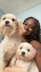 Lost Female Dog last seen Bozeman st Brownville Road, Pittsburgh, PA 15210