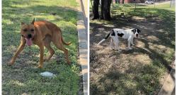 Reunited Male Dog last seen Haven Dr, Killeen, TX 76543, USA, Killeen, TX 76543