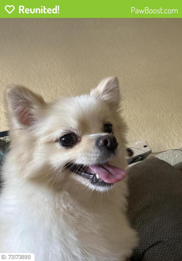 Reunited Female Dog last seen Near Granville, Vancouver, BC 