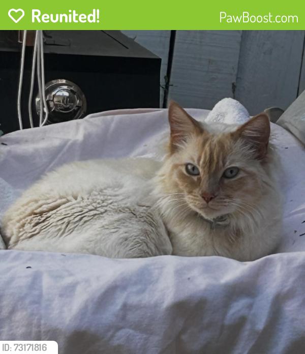 Reunited Male Cat last seen Mesquite Ct Brentwood, Brentwood, CA 94513
