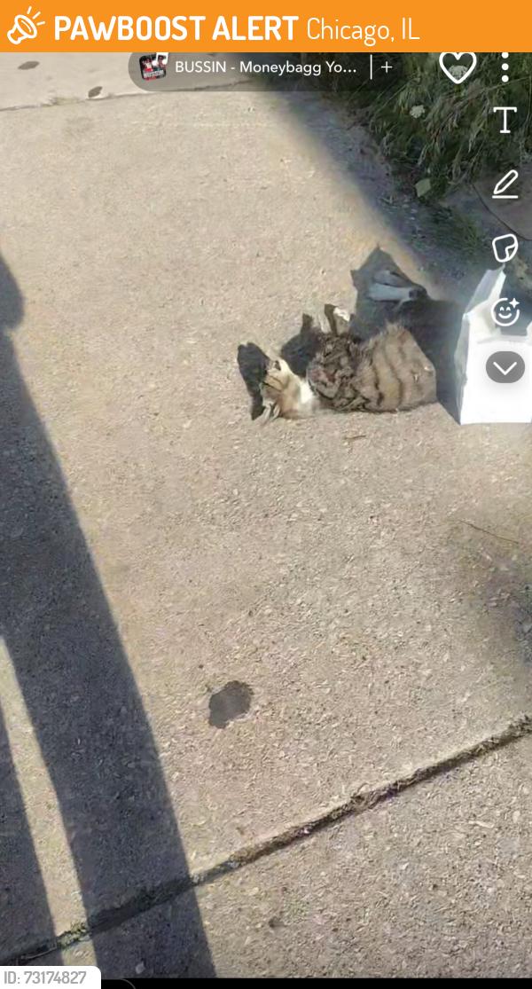 Found/Stray Female Cat last seen Across churches chicken, Chicago, IL 60641