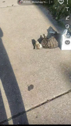 Found/Stray Female Cat last seen Across churches chicken, Chicago, IL 60641