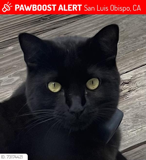 Lost Male Cat last seen Spanish Oaks Dr & Wavertree St, San Luis Obispo, CA 93401