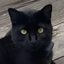 Lost Male Cat last seen Spanish Oaks Dr & Wavertree St, San Luis Obispo, CA 93401