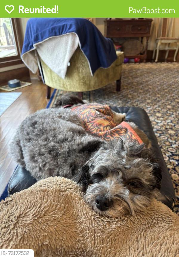 Reunited Male Dog last seen S Manlius St, Fayetteville, Fayetteville, NY 13066