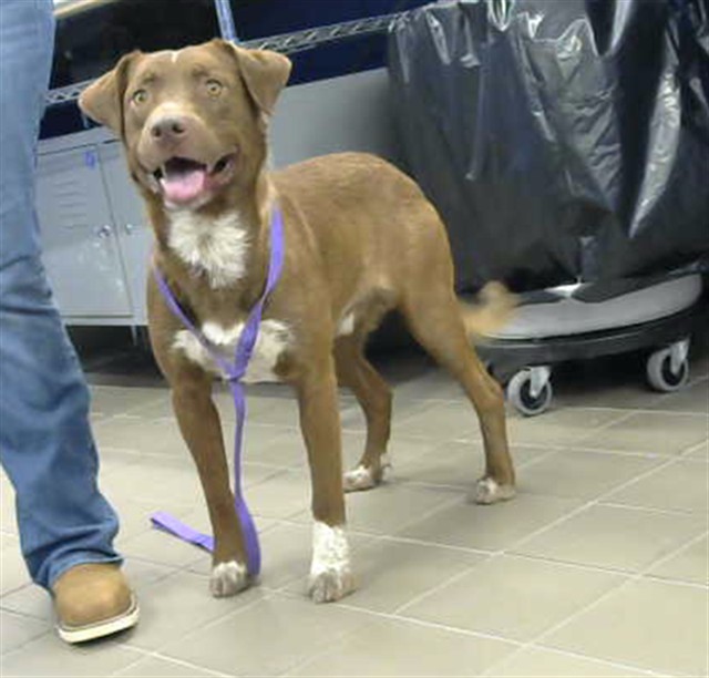 Shelter Stray Male Dog last seen Near BLOCK WILLIAM ST SE, 8920 Lomas Blvd NE, Albuquerque, NM 87112, USA